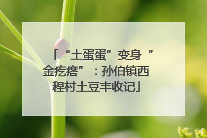 “土蛋蛋”变身“金疙瘩”：孙伯镇西程村土豆丰收记