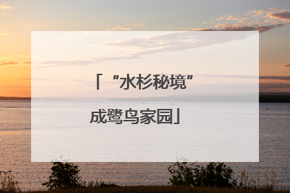 “水杉秘境”成鹭鸟家园