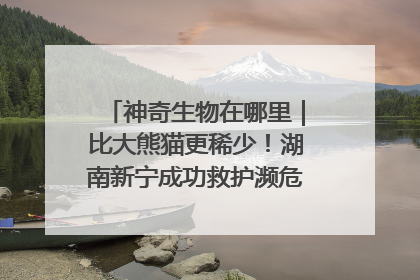 神奇生物在哪里｜比大熊猫更稀少！湖南新宁成功救护濒危鸟类海南鳽