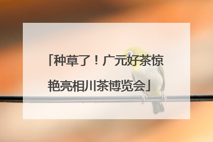 种草了！广元好茶惊艳亮相川茶博览会