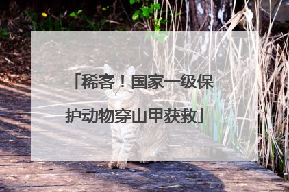 稀客！国家一级保护动物穿山甲获救