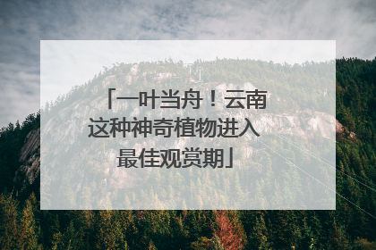 一叶当舟！云南这种神奇植物进入最佳观赏期