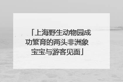 上海野生动物园成功繁育的两头非洲象宝宝与游客见面