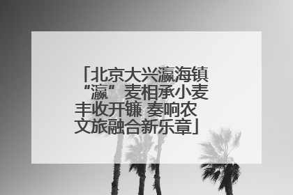 北京大兴瀛海镇“瀛”麦相承小麦丰收开镰 奏响农文旅融合新乐章
