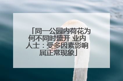 同一公园内荷花为何不同时盛开 业内人士：受多因素影响 属正常现象
