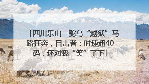 四川乐山一鸵鸟“越狱”马路狂奔，目击者：时速超40码，还对我“笑”了下