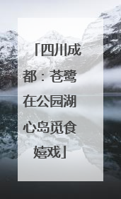 四川成都：苍鹭在公园湖心岛觅食嬉戏