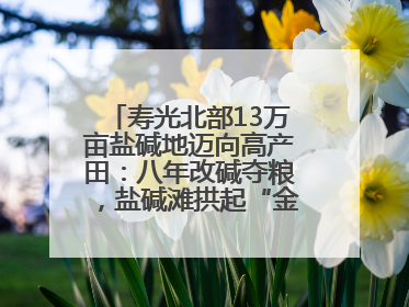 寿光北部13万亩盐碱地迈向高产田：八年改碱夺粮，盐碱滩拱起“金粮仓”