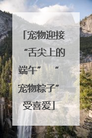 宠物迎接“舌尖上的端午” “宠物粽子”受喜爱