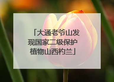 大通老爷山发现国家二级保护植物山西杓兰