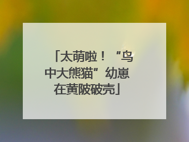 太萌啦！“鸟中大熊猫”幼崽在黄陂破壳