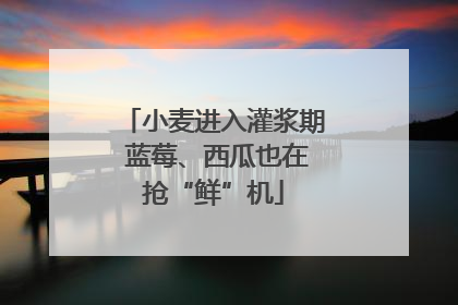 小麦进入灌浆期 蓝莓、西瓜也在抢“鲜”机