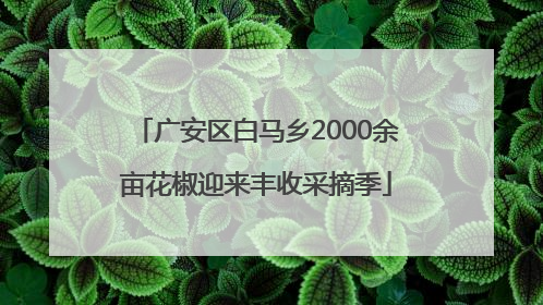 广安区白马乡2000余亩花椒迎来丰收采摘季