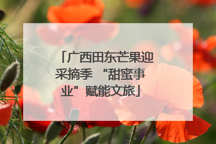 广西田东芒果迎采摘季 “甜蜜事业”赋能文旅