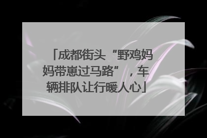 成都街头“野鸡妈妈带崽过马路”，车辆排队让行暖人心