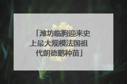 潍坊临朐迎来史上最大规模法国祖代朗德鹅种苗