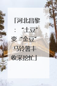 河北昌黎：“土豆”变“金豆” 马铃薯丰收采挖忙