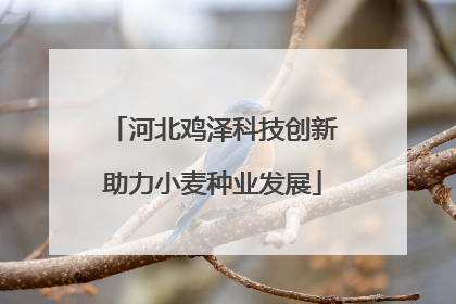 河北鸡泽科技创新助力小麦种业发展