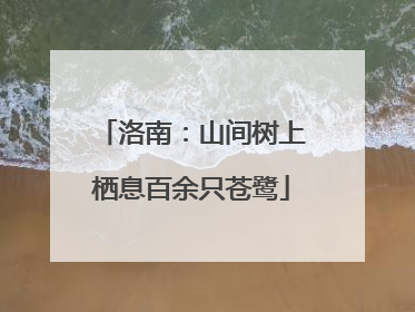 洛南：山间树上栖息百余只苍鹭