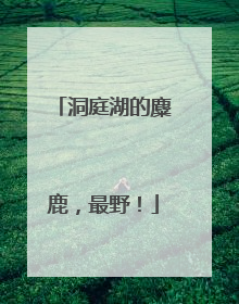 洞庭湖的麋鹿，最野！