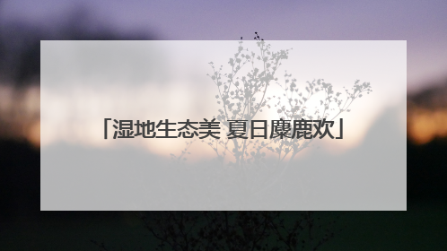 湿地生态美 夏日麋鹿欢
