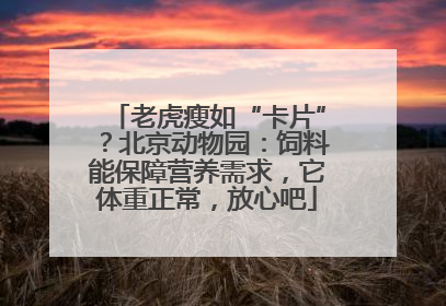 老虎瘦如“卡片”？北京动物园：饲料能保障营养需求，它体重正常，放心吧