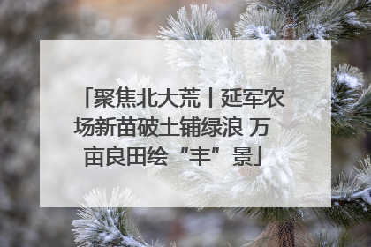 聚焦北大荒丨延军农场新苗破土铺绿浪 万亩良田绘“丰”景