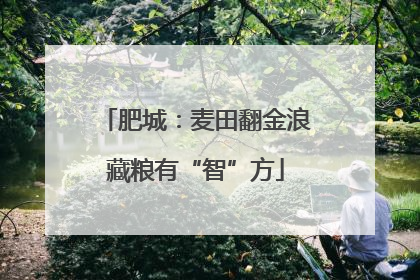 肥城：麦田翻金浪藏粮有“智”方