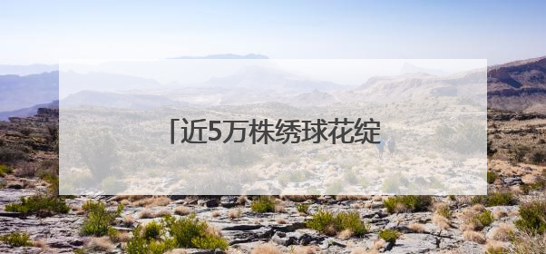近5万株绣球花绽放，上海滨江森林公园绣球花展开幕