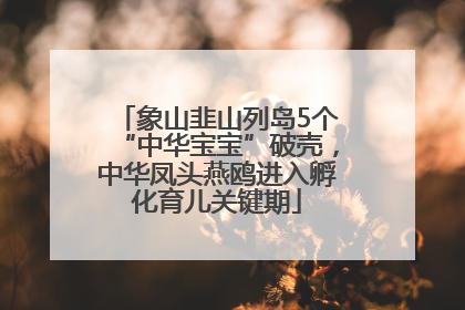 象山韭山列岛5个“中华宝宝”破壳，中华凤头燕鸥进入孵化育儿关键期