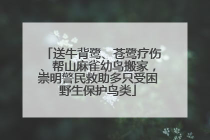 送牛背鹭、苍鹭疗伤、帮山麻雀幼鸟搬家，崇明警民救助多只受困野生保护鸟类