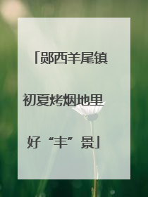 郧西羊尾镇初夏烤烟地里好“丰”景