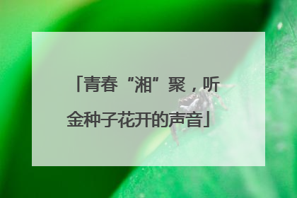 青春“湘”聚，听金种子花开的声音