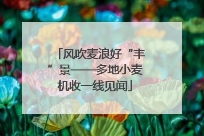 风吹麦浪好“丰”景——多地小麦机收一线见闻